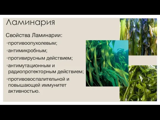 Ламинария Свойства Ламинарии: противоопухолевым; антимикробным; противирусным действием; антимутационным и радиопротекторным действием; противовоспалительной и повышающей иммунитет активностью.