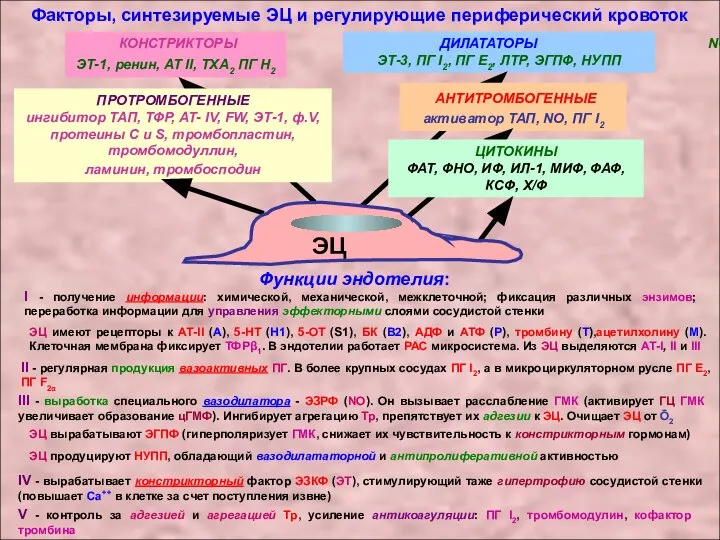 Факторы, синтезируемые ЭЦ и регулирующие периферический кровоток КОНСТРИКТОРЫ ЭТ-1, ренин, АТ II,