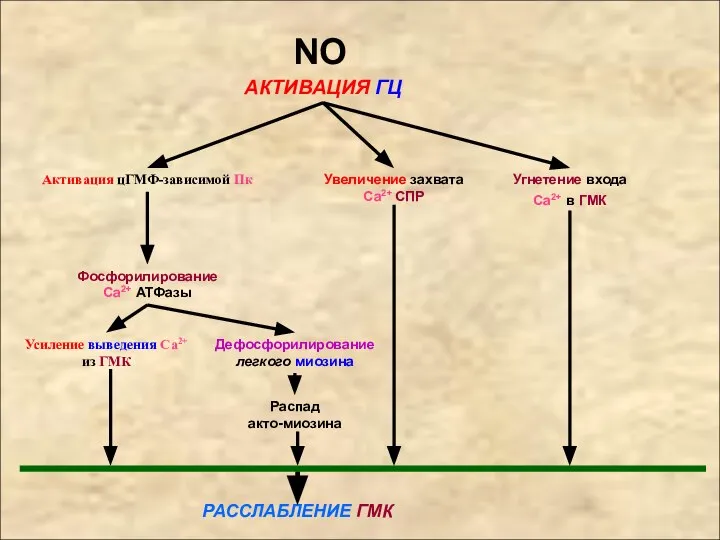 NO АКТИВАЦИЯ ГЦ Активация цГМФ-зависимой Пк Усиление выведения Са2+ из ГМК Угнетение