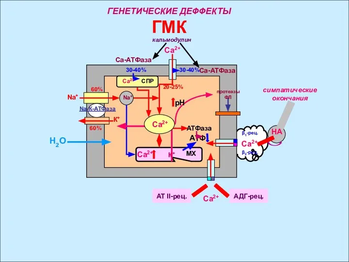 ГЕНЕТИЧЕСКИЕ ДЕФФЕКТЫ ГМК Са2+ Са-АТФаза Са-АТФаза 30-40% 30-40% Са2+ СПР 20-25% Na+