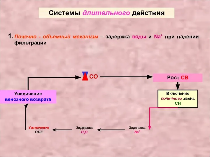 Системы длительного действия Почечно - объемный механизм – задержка воды и Na+