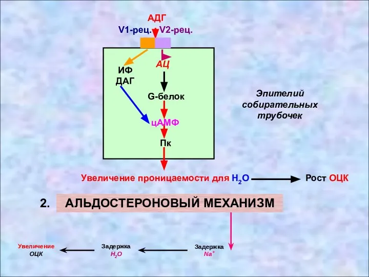 V1-рец. V2-рец. АДГ АЦ G-белок цАМФ Пк Увеличение проницаемости для Н2О Эпителий