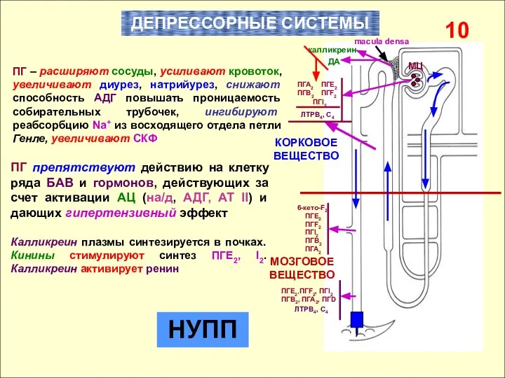 ПГ – расширяют сосуды, усиливают кровоток, увеличивают диурез, натрийурез, снижают способность АДГ