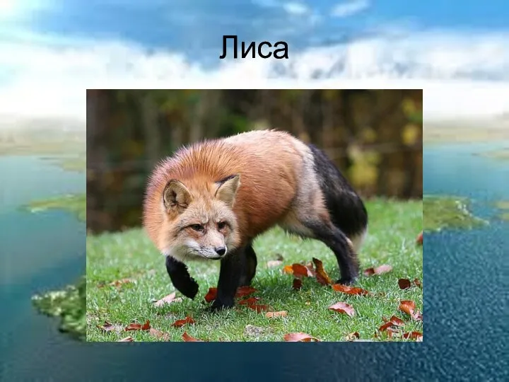 Лиса