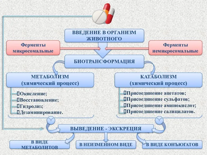 В ВИДЕ КОНЪЮГАТОВ В ВИДЕ МЕТАБОЛИТОВ ВЫВЕДЕНИЕ - ЭКСКРЕЦИЯ В НЕИЗМЕННОМ ВИДЕ