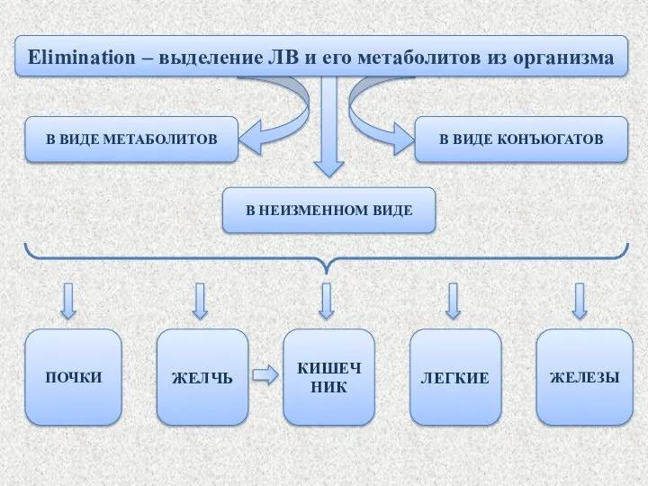 В ВИДЕ МЕТАБОЛИТОВ В ВИДЕ КОНЪЮГАТОВ Elimination – выделение ЛВ и его