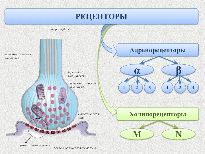 α β РЕЦЕПТОРЫ Адренорецепторы 1 2 3 1 2 3 M N Холинорецепторы