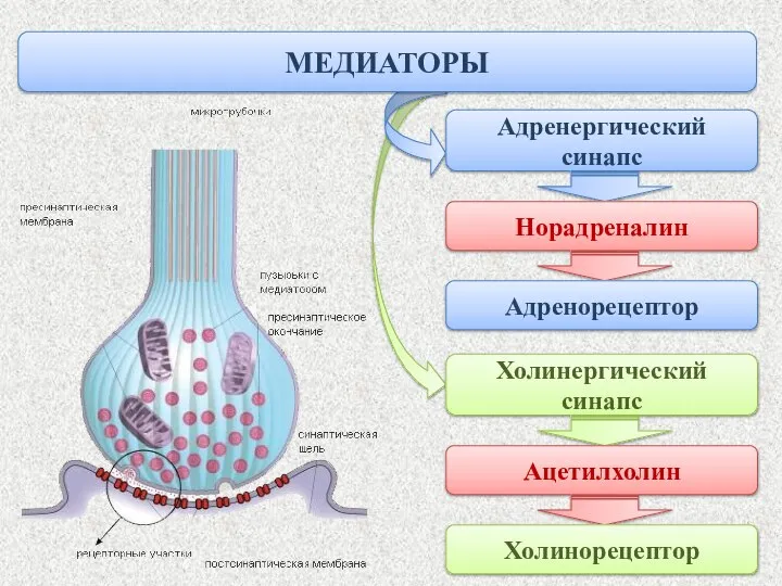 МЕДИАТОРЫ Адренергический синапс Норадреналин Адренорецептор Холинергический синапс Ацетилхолин Холинорецептор