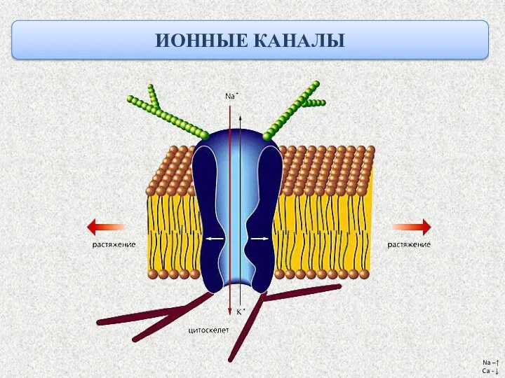 ИОННЫЕ КАНАЛЫ Na –↑ Ca - ↓