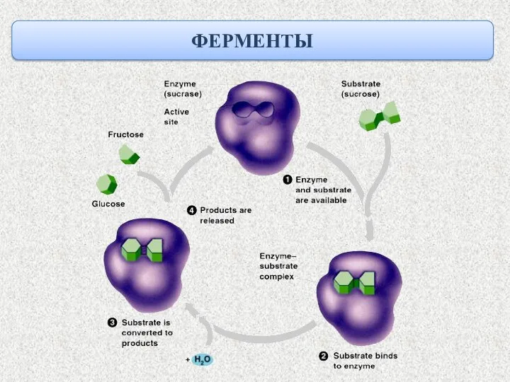 ФЕРМЕНТЫ