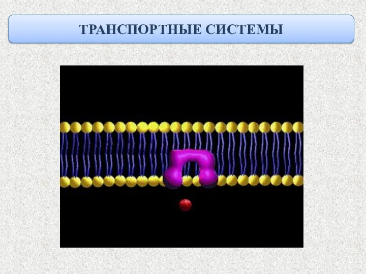 ТРАНСПОРТНЫЕ СИСТЕМЫ