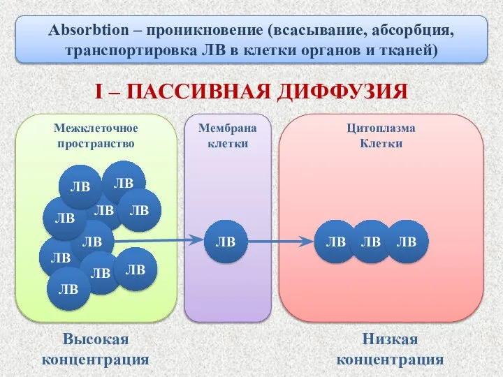 Межклеточное пространство ЛВ ЛВ Absorbtion – проникновение (всасывание, абсорбция, транспортировка ЛВ в