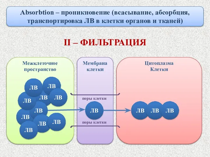 Межклеточное пространство ЛВ ЛВ Absorbtion – проникновение (всасывание, абсорбция, транспортировка ЛВ в