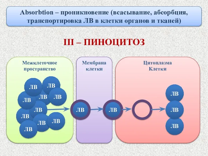 Цитоплазма Клетки Мембрана клетки ЛВ Межклеточное пространство ЛВ ЛВ Absorbtion – проникновение