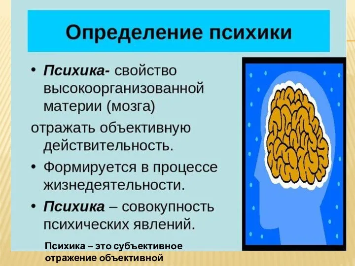 Психика – это субъективное отражение объективной реальности