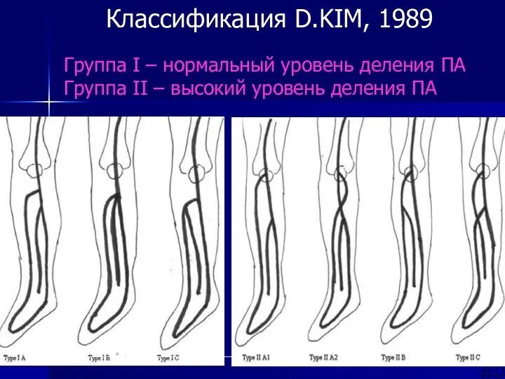 Классификация D.KIM, 1989 Группа I – нормальный уровень деления ПА Группа II