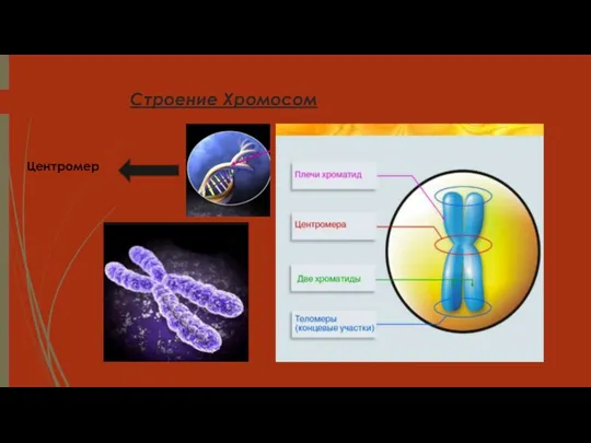 Строение Хромосом Центромер