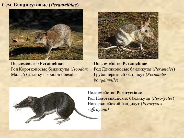 Сем. Бандикутовые (Peramelidae) Подсемейство Peramelinae Род Коротконосые бандикуты (Isoodon) Малый бандикут Isoodon