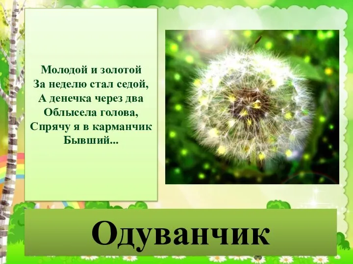 Одуванчик Молодой и золотой За неделю стал седой, А денечка через два