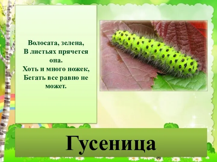 Гусеница Волосата, зелена, В листьях прячется она. Хоть и много ножек, Бегать все равно не может.