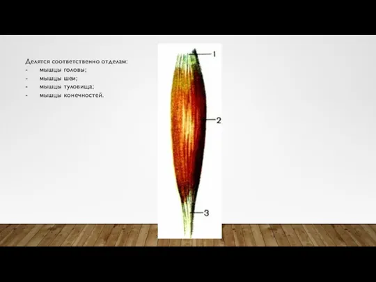 Делятся соответственно отделам: - мышцы головы; - мышцы шеи; - мышцы туловища; - мышцы конечностей.