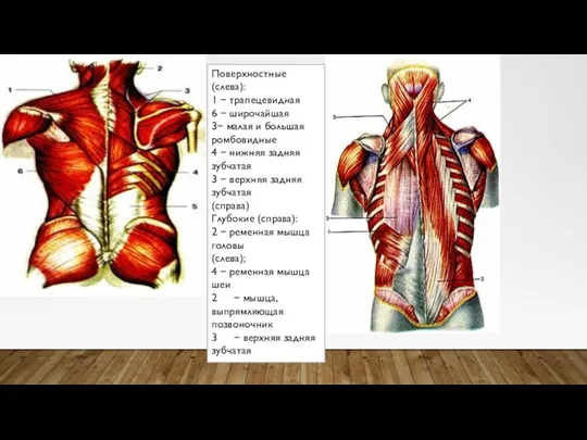 Поверхностные (слева): 1 − трапецевидная 6 − широчайшая 3− малая и большая