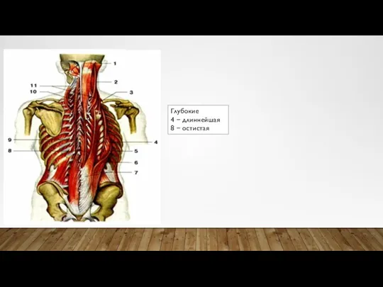 Глубокие 4 − длиннейшая 8 − остистая