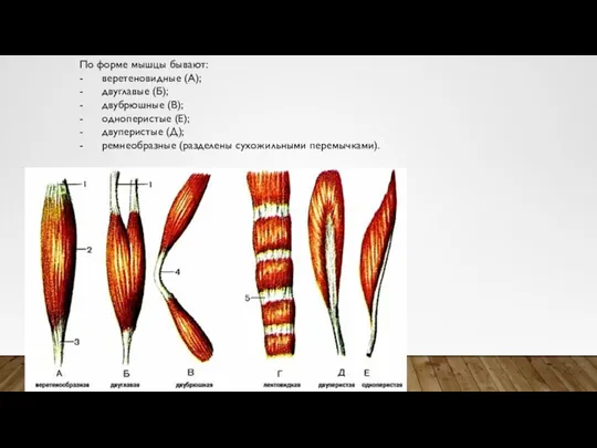 По форме мышцы бывают: - веретеновидные (А); - двуглавые (Б); - двубрюшные