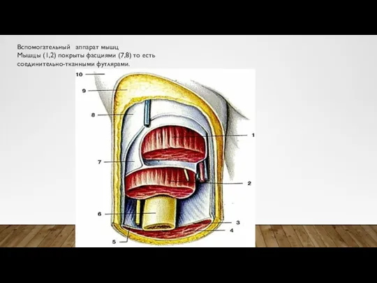 Вспомогательный аппарат мышц Мышцы (1,2) покрыты фасциями (7,8) то есть соединительно-тканными футлярами.