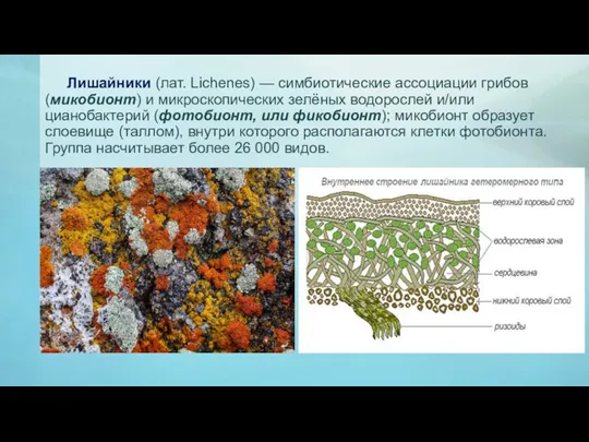 Лишайники (лат. Lichenes) — симбиотические ассоциации грибов (микобионт) и микроскопических зелёных водорослей