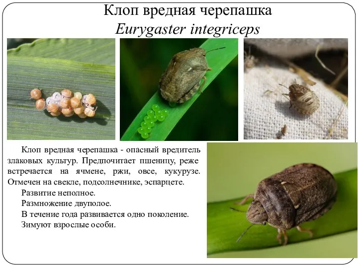 Клоп вредная черепашка Eurygaster integriceps Клоп вредная черепашка - опасный вредитель злаковых