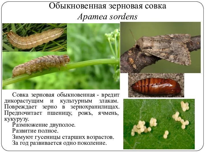 Обыкновенная зерновая совка Apamea sordens Совка зерновая обыкновенная - вредит дикорастущим и