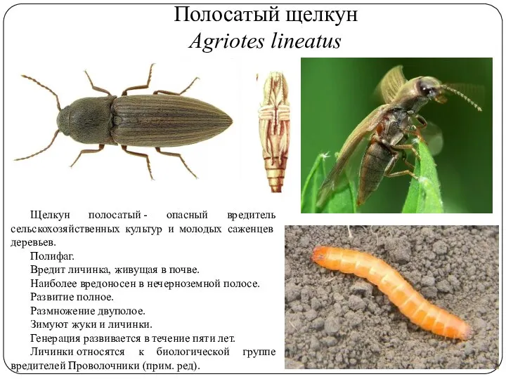 Полосатый щелкун Agriotes lineatus Щелкун полосатый - опасный вредитель сельскохозяйственных культур и