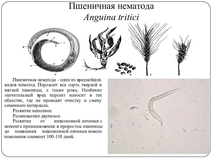 Пшеничная нематода Anguina tritici Пшеничная нематода - один из вреднейших видов нематод.