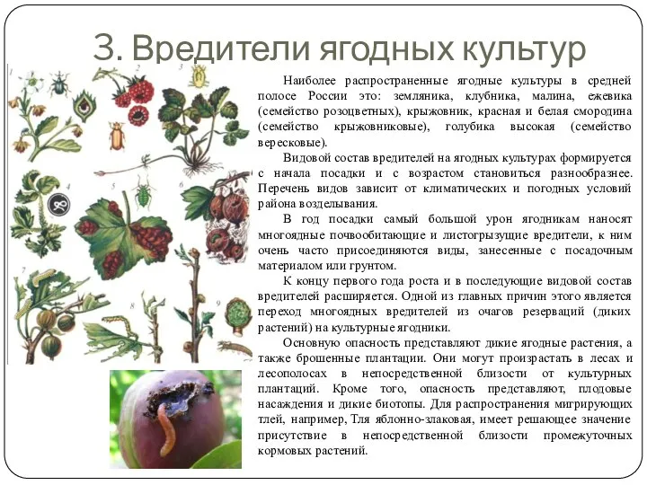 3. Вредители ягодных культур Наиболее распространенные ягодные культуры в средней полосе России