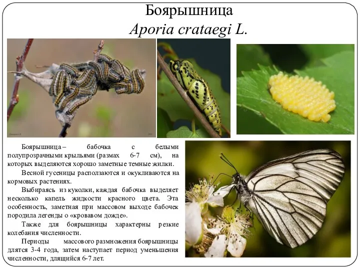 Боярышница Aporia crataegi L. Боярышница – бабочка с белыми полупрозрачными крыльями (размах