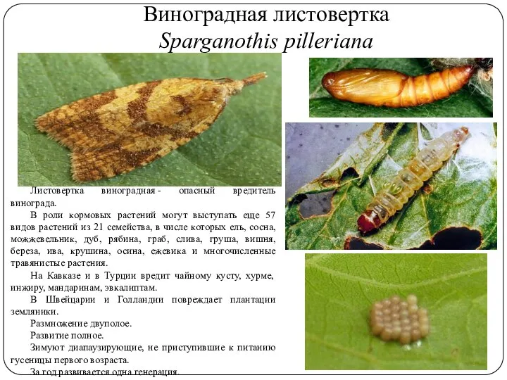 Виноградная листовертка Sparganothis pilleriana Листовертка виноградная - опасный вредитель винограда. В роли