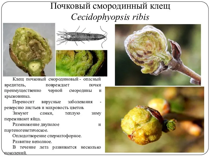 Почковый смородинный клещ Cecidophyopsis ribis Клещ почковый смородиновый - опасный вредитель, повреждает