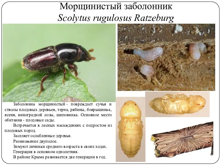 Морщинистый заболонник Scolytus rugulosus Ratzeburg Заболонник морщинистый - повреждает сучья и стволы