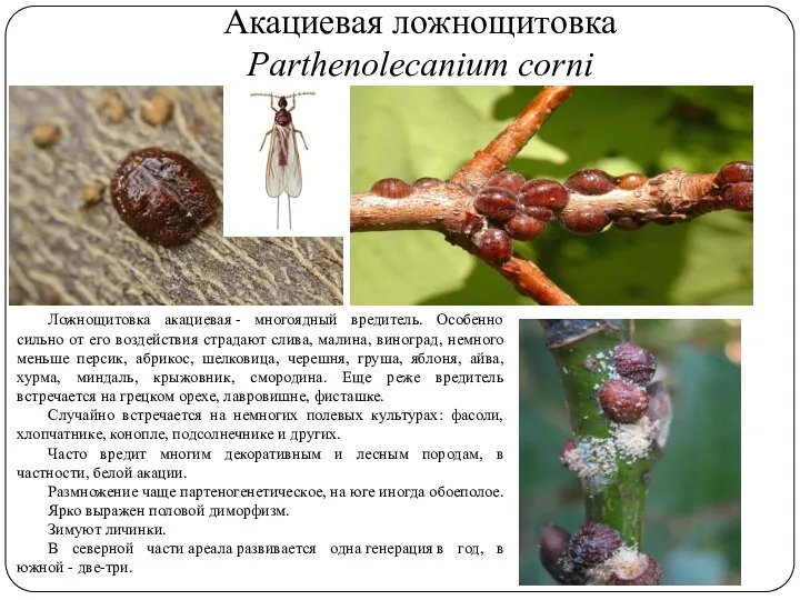 Акациевая ложнощитовка Parthenolecanium corni Ложнощитовка акациевая - многоядный вредитель. Особенно сильно от