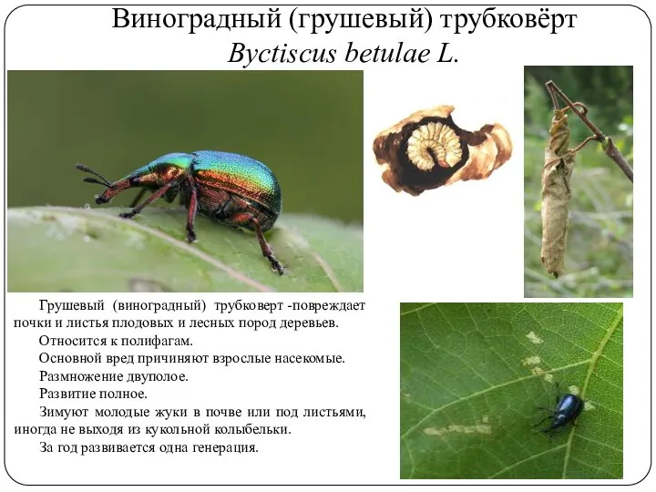 Виноградный (грушевый) трубковёрт Byctiscus betulae L. Грушевый (виноградный) трубковерт -повреждает почки и