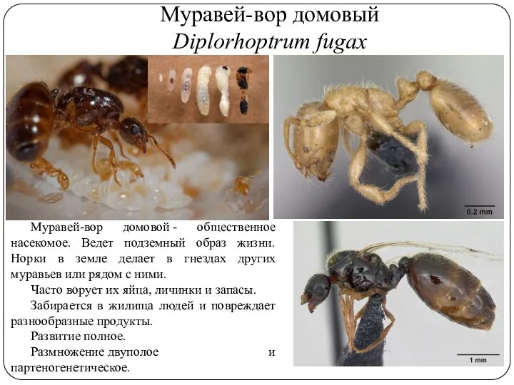 Муравей-вор домовый Diplorhoptrum fugax Муравей-вор домовой - общественное насекомое. Ведет подземный образ