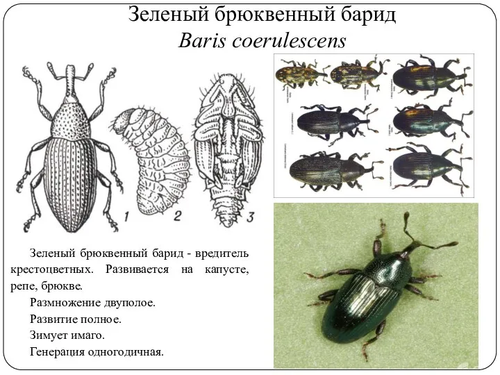 Зеленый брюквенный барид Baris coerulescens Зеленый брюквенный барид - вредитель крестоцветных. Развивается