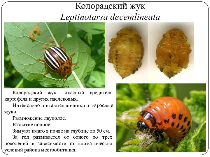 Колорадский жук Leptinotarsa decemlineata Колорадский жук - опасный вредитель картофеля и других