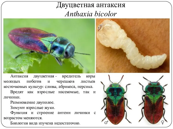 Двуцветная антаксия Anthaxia bicolor Антаксия двуцветная - вредитель коры молодых побегов и