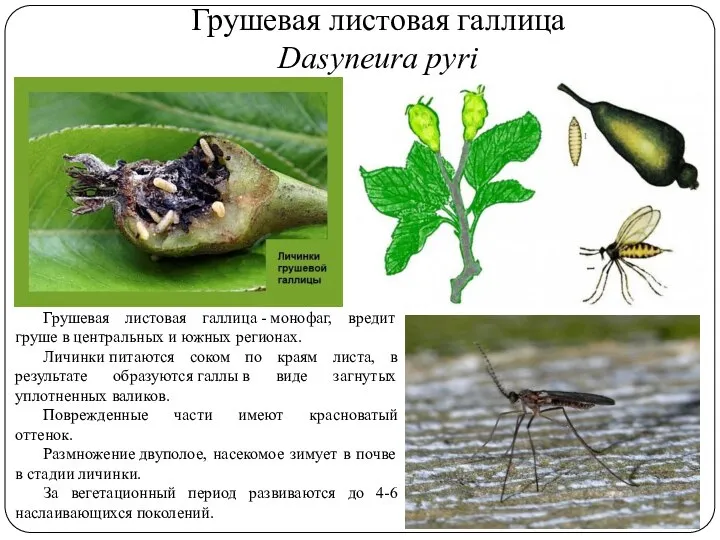 Грушевая листовая галлица Dasyneura pyri Грушевая листовая галлица - монофаг, вредит груше