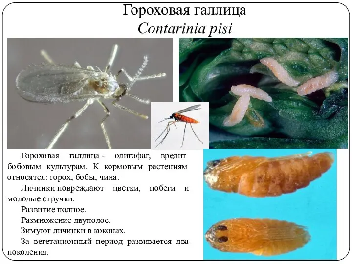 Гороховая галлица Contarinia pisi Гороховая галлица - олигофаг, вредит бобовым культурам. К