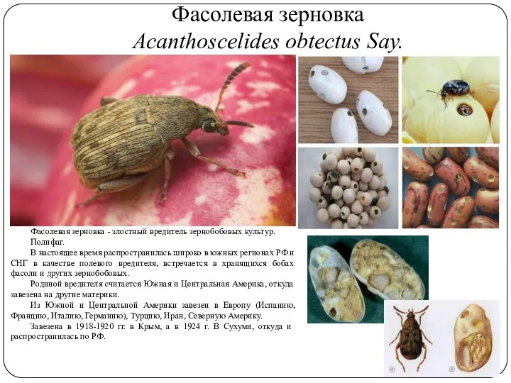 Фасолевая зерновка Acanthoscelides obtectus Say. Фасолевая зерновка - злостный вредитель зернобобовых культур.