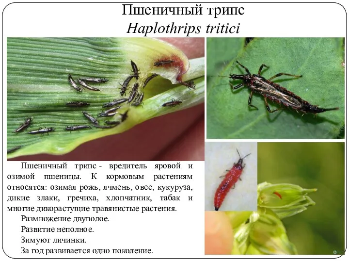 Пшеничный трипс Haplothrips tritici Пшеничный трипс - вредитель яровой и озимой пшеницы.