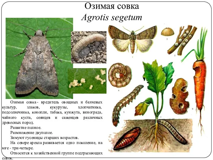 Озимая совка Agrotis segetum Озимая совка - вредитель овощных и бахчевых культур,